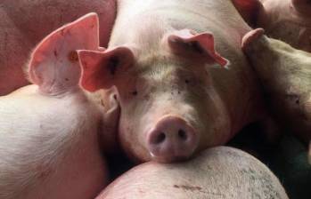 El censo porcino en Colombia es de más de 10 millones de animales en cerca de 190.000 predios registrados ante el ICA. FOTO cortesía ICA