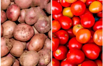 Variedades de papa y tomate cultivadas, descendientes de especies domesticadas en los Andes, hoy forman parte esencial de la dieta global. FOTOS Juan Antonio Sánchez
