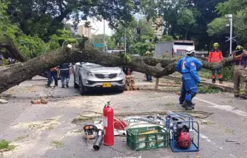 El árbol se vino encima afectando tres carros y una moto. FOTO: JULIO HERRERA