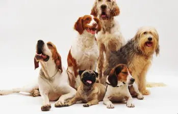 La iniciativa busca promover la tenencia responsable de mascotas y contribuir al control ético de la población de perros y gatos en el municipio. FOTO: Magnific.
