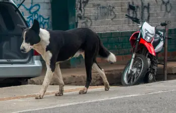  De ser aprobado este proyecto, el Soat cubriría gastos médicos, quirúrgicos, farmacéuticos y hospitalarios de los animales. FOTO Julio César Herrera.