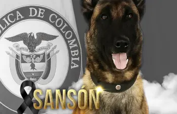 Este era Sansón, el perro que fue herido en el municipio de Yondó. FOTO: imagen tomada de redes