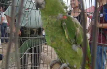 Loro decomisado en operativo contra el tráfico ilegal de fauna en Colombia, el ave era utilizada como campanero. Cortesía, Colprensa. 