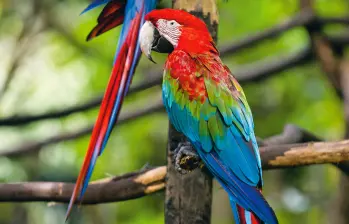 Medellín y su Área Metropolitana registran 521 especies de aves, según el Área Metropolitana del Valle de Aburrá. En la foto, guacamayas en el Parque de la Conservación (antes zoológico). FOTO: Julio César Herrera. 