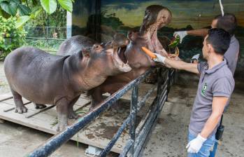 El proceso de ceba para confinarlos y operarlos dejó de funcionar. Al parecer, los hipopótamos aprendieron a evitar ser capturados de esta forma. FOTO archivo