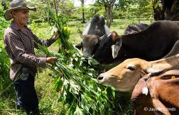 Prácticas productivas regenerativas aplicadas en sistemas agropecuarios como estrategia para recuperar suelos y mejorar la rentabilidad. FOTO Juan Arredondo/cortesía