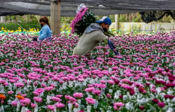 Cundinamarca y Antioquia son los principales productores de flores para los mercados externos, como Estados Unidos, que en fechas especiales aumentan la demanda. FOTO juan antonio sánchez 