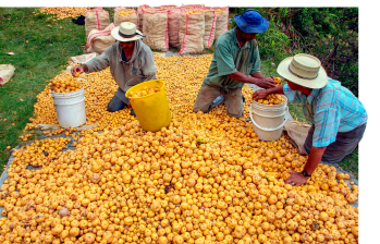¡Buena papa! A Don Beto le compraron todo cultivo en un solo día 