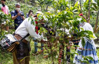 La siembra de café en el tradicional Eje Cafetero ha disminuido en los últimos años, debido a factores como la baja productividad, el cambio climático y la deserción de los recolectores. Foto: Jaime Pérez