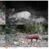 Actualmente, el mamífero se encuentra clasificado como vulnerable. FOTO Instituto Humboldt