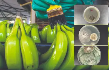 Con el cultivo de hongos en laboratorio, están creando un bioinsumo para combatir la sigatoka negra. Foto: Juan Antonio Sánchez y cortesía