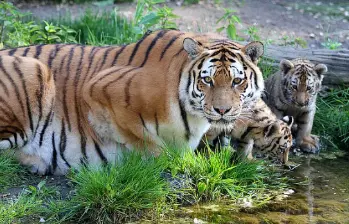 Según el zoológico, La tigresa Yushka, madre de los tres cachorros de tigre siberiano, abandonó a su camada días después del parto, obligando a la intervención de los veterinarios. Imagen: Zoológico de Leipzig.