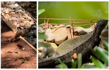 El humedal es hábitat de variadas especies animales y vegetales que le dan belleza a este pulmón verde de la ciudad. FOTO: ALCALDÍA