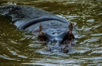 En la subregión del Magdalena Medio antioqueño se calcula hay más de 200 hipopótamos. FOTO: Camilo Suárez Echeverry.