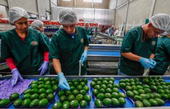 La producción y exportación de aguacate Hass en diversos municipios de Antioquia ha convertido a esta actividad en uno de los jalonadores del crecimiento económico. FOTO Camilo Suárez