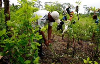 La mayoría de cultivos de coca están concentrados en el sur del país, en Nariño y Putumayo. FOTO: MANUEL SALDARRIAGA.