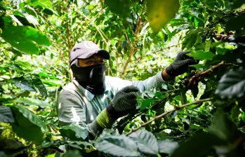 El mucílago es la capa pegajosa que está entre la cáscara y el grano de café. FOTO: Cortesía ITM