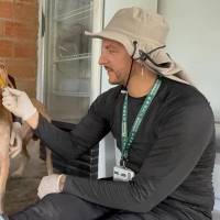 Los animales están recibiendo una valoración clínica y se les ha suministrado medicamentos. Hasta cinco animales están siendo abandonados en Urabá por las lluvias. FOTO: Cortesía Gobernación de Antioquia