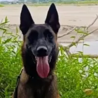 Mosly ayudaba a detectar minas instaladas por los grupos armados ilegales, como lo es el Frente 36 de las Disidencias de las Farc y el Clan del Golfo. Foto: Cortesía