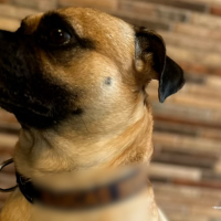 Según la Fiscalía, Edgar Alexander Montañez sometió de manera reiterada al perro, Lucas a golpes y otras conductas violentas que le ocasionaron lesiones, sufrimiento y afectaciones acreditadas mediante peritajes veterinarios. Entre las razones de la agresión está la de vengarse se su pareja sentimental. Foto Cortesía