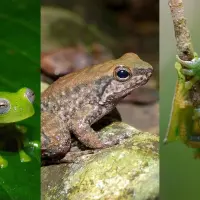 Dos especies de rana fueron registradas por primera vez en el departamento del Huila y una tercera amplió su distribución al municipio de Neiva. FOTO cortesía