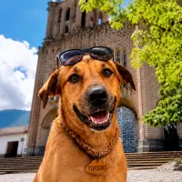 Así luce Turbiño, el perro protagonista de la primera serie vertical con IA creada por Teleantioquia. FOTO Cortesía