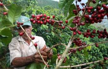 El alza en los precios del café responde a varios factores clave. En el ámbito interno, el precio de la carga colombiana se calcula a partir de la tasa de cambio, la prima de riesgo del café y el Contrato ‘C’. FOTO: Colprensa.