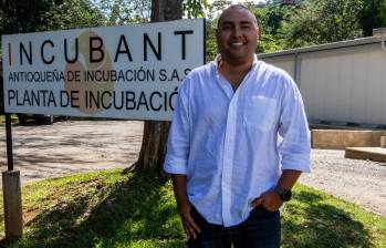 Incubant mantiene aproximadamente 180.000 gallinas reproductoras, la base del sistema que les permite producir cientos de miles de pollitos cada semana. FOTO JULIO CÉSAR HERRERA