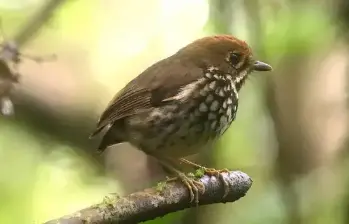 El Tororoí tiene como nombre científico: Grallaria urraoensis. Grallaria por sus piernas largas y su cola corta, y urraoensis, el gentilicio en latín de los habitantes de Urrao, Antioquia. Foto: Cortesía.