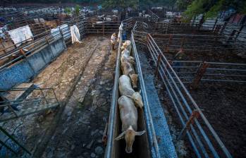 El gobierno insiste en que la reapertura de los mataderos puede traducirse en una reducción en el costo de la carne. FOTO MANUEL SALDARRIAGA