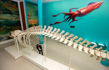 El museo abre de martes a sábado de 8:00 a.m. a 12 m y de 2:00 p.m. a 6:00 p.m. Los viernes cierra una hora más temprano, a las 5:00 p.m. y el sábado la jornada es de medio día, de 9:00 a.m. a 1:00 p.m. Foto Manuel Saldarriaga. 