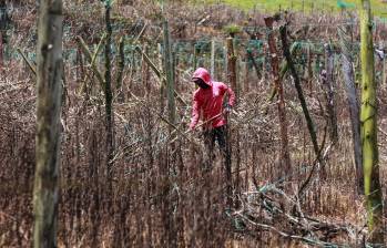 CADI muestra como el cambio climático afecta la producción agricola. FOTO Manuel Saldarriaga.