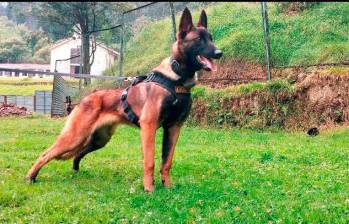 Wilson, el perro rescatista perdido en la selva. FOTO: Colprensa