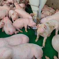 Corantioquia inició procesos sancionatorios contra varias granjas y pidió a las demás intensificar sus protocolos. FOTO: Cortesía Corantioquia