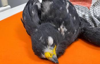 El gavilán fue atendido en el Centro de Atención, Valoración y Rehabilitación de fauna silvestre del Área Metropolitana del Valle de Aburrá. Recibió terapia fisiológica y tratamiento especializado. Foto: cortesía.
