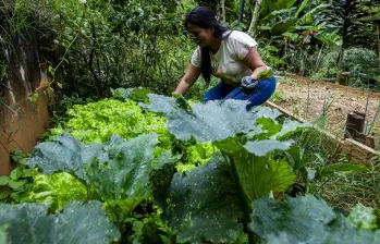 Yesenia Loaiza tiene sus eras y ha sido artífice de la investigación con la mosca soldado negro. FOTOS: Julio César Herrera Echeverri