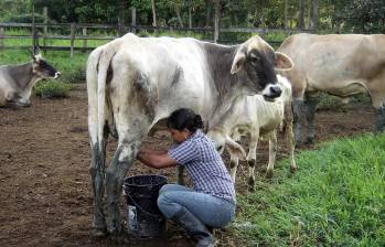 Ya son cerca de 17 meses en donde el precio pagado al productor ha caído un poco más de 16 %. FOTO: Cortesía Fedegán