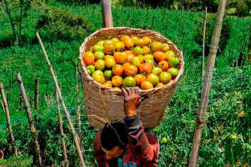 El estudio del Grupo Bancolombia considera que durante La Niña la inflación suele comportase de manera opuesta a El Niño y favorece un mejor desempeño en los precios. FOTO: Juan Antonio Sánchez.