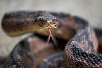 Serpiente venenosa en el serpentario de la Universidad de Antioquia. Su nombre ciéntifico es Lachesis, conocida como verrugosa. FOTO ESTEBAN VANEGAS