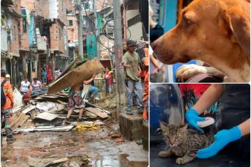 130 perros y gatos han sido atendidos durante emergencia en Santa Cruz