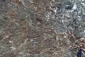 Bomberos rescataron a un perro que llevaba tres días atrapado en las montañas de la autopista Medellín-Bogotá 