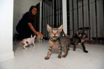 Llegaron a Medellín los gaticos que sobrevivieron al incendio de
