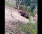 El búfalo parece haber caminado una larga distancia, pues en repetidas ocasiones se desploma en el piso. Gachantivá, Boyacá. FOTO TOMADA DEL VIDEO.