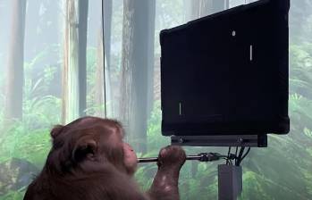 Mono en los laboratorios de Neuralink. Foto: Neuralink
