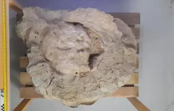 Este pedazo de madera fosilizada podría entregar nueva información sobre la biodiversidad existente hace millones de años en lo que hoy es Antioquia. FOTO: Cortesía Juan David Rodríguez