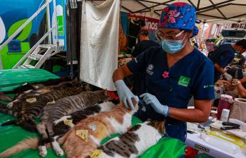 Médicos veterinarios durante los procedimientos de esterilización. FOTO: Manuel Saldarriaga