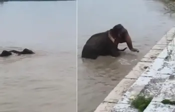 La fuerza de las inundaciones arrastró a varios elefantes en Nepal. FOTO: Captura de videi