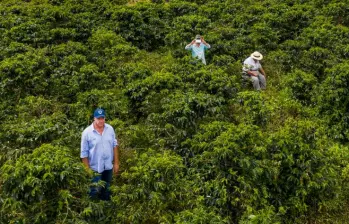 La Federación Nacional de Cafeteros desplegó 400 ingenieros agrónomos para identificar las afectaciones en las zonas cafeteras. FOTO: MANUEL SALDARRIAGA