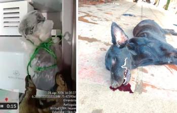 A la izquierda, el perro congelado en la nevera; a la derecha, el otro canino hallado también muerto. FOTO TOMADA DE X