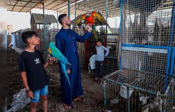 Ante la escalada de violencia y el peligro inminente, Fathi tomó la valiente decisión de huir de Rafah, llevando consigo a los animales del zoológico para garantizar su seguridad y bienestar. Foto: AFP